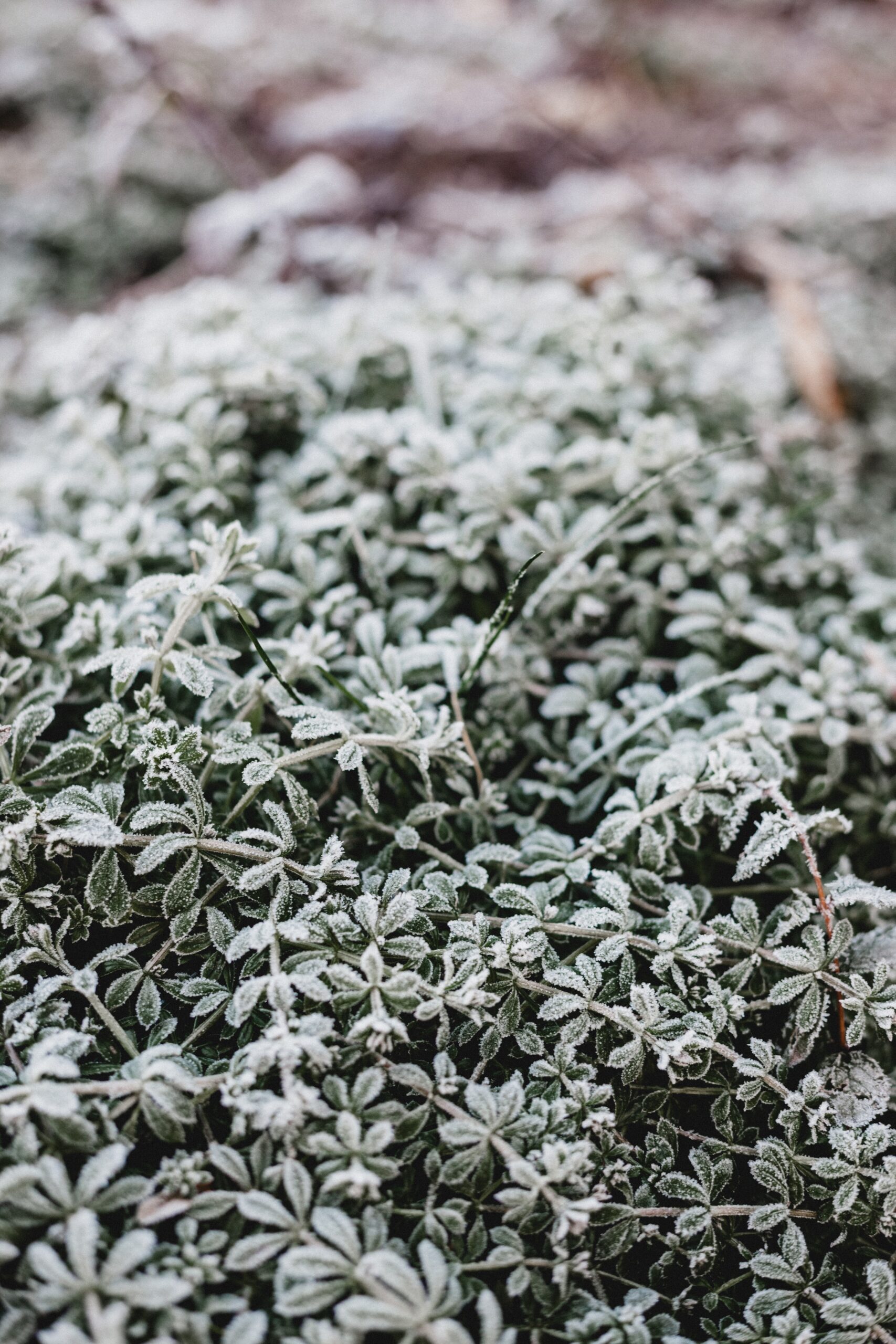 close up photo of frozen plants